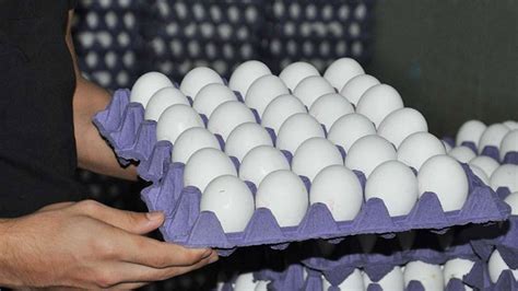mersin yumurta üreticileri